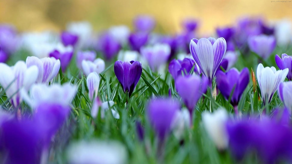 purple petaled flower, nature, flowers, field, plants HD wallpaper