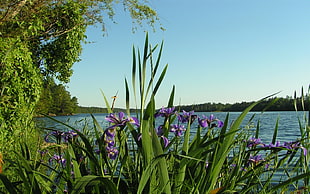purple petaled flower beside body of water