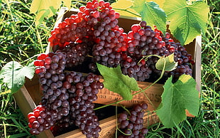 closeup photo of bunch of grapes