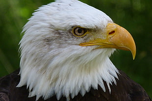 close up photo of bald eagle