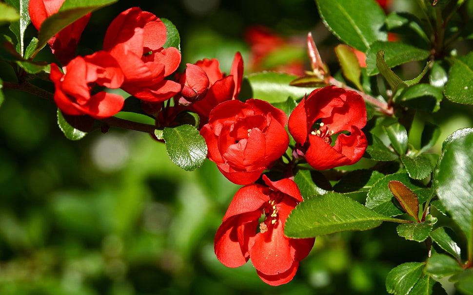 red Apple Blossoms closeup photography HD wallpaper