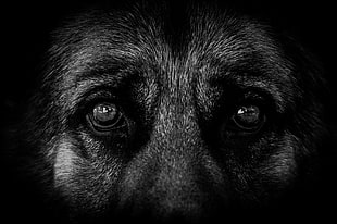 close-up photo of animal, dog, eyes, German Shepherd