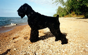 black Giant Schnauzer on seashore during daytime