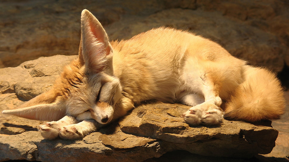 beige fox lying on gray stone photo HD wallpaper