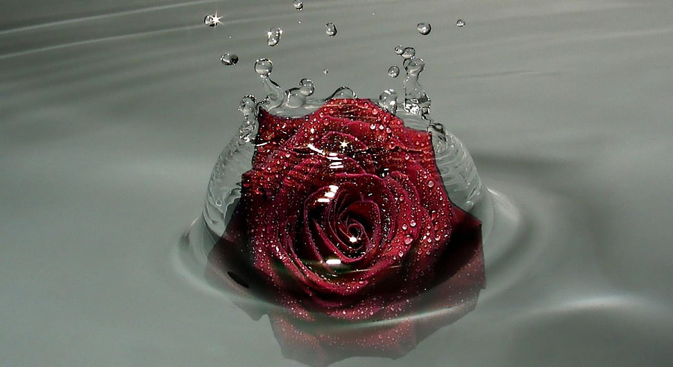red rose dropped in water photography HD wallpaper