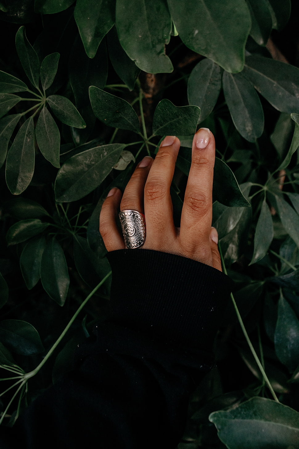 silver-colored ring, Hand, Ring, Leaves HD wallpaper
