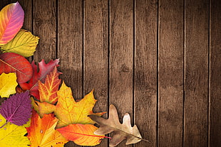 autumn, banner, poster, text box HD wallpaper