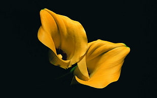 two yellow lillies, lilies, yellow flowers, flowers, black background HD wallpaper