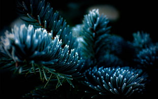 green leaf plant HD wallpaper