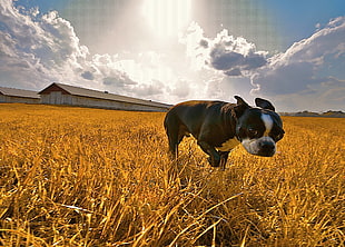 small shorted coated black dog on field HD wallpaper