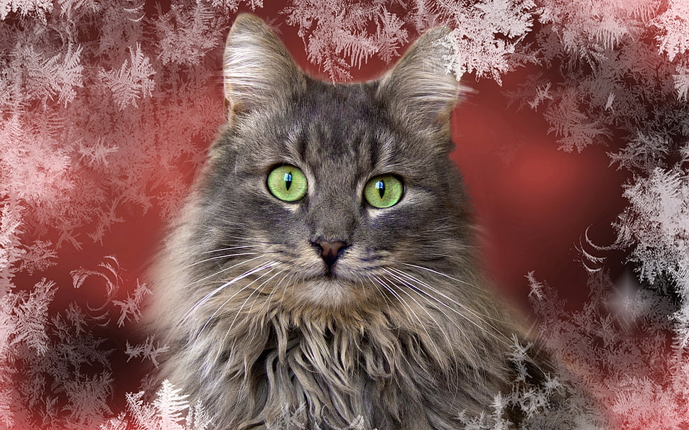 grey Tabby cat HD wallpaper