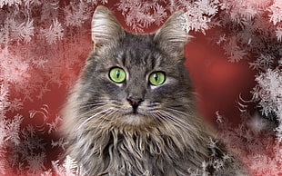 grey Tabby cat HD wallpaper