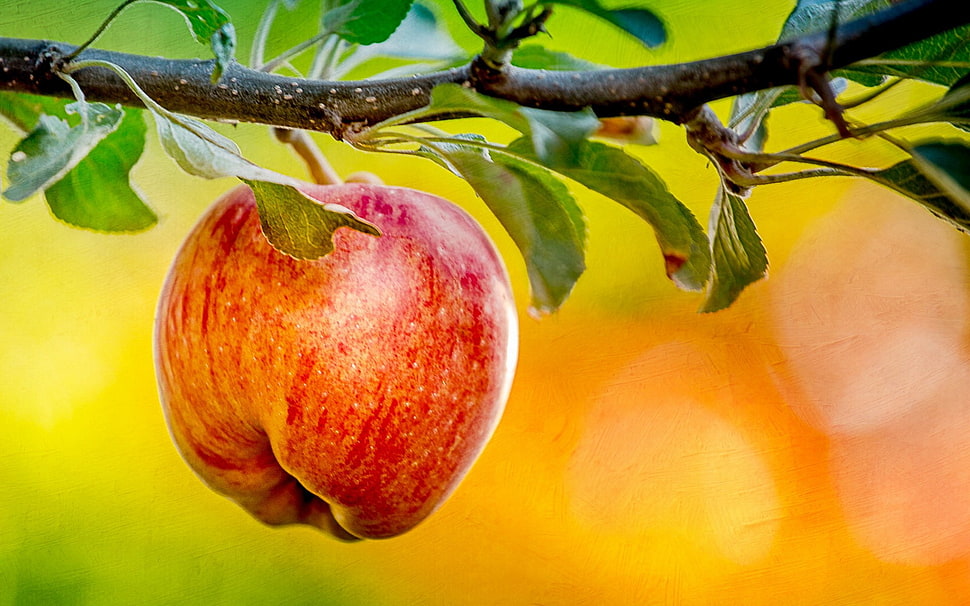 red honeycrisp apple, apples, macro, plants HD wallpaper