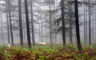black metal framed glass window, landscape, forest, sheep, pine trees