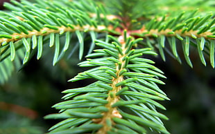 selective focus photography of pine leaves