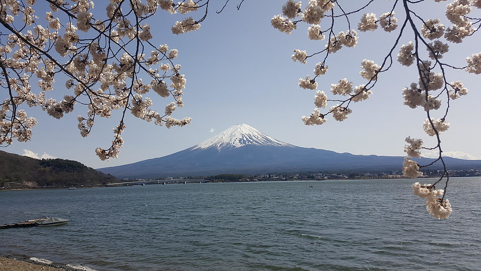 white and brown floral decor, Japan, nature, Mount Fuji, lake HD wallpaper