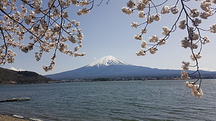 white and brown floral decor, Japan, nature, Mount Fuji, lake