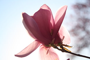 selective focus photography of Magnolia flower HD wallpaper