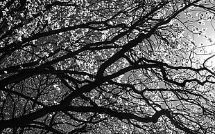 cherryblossom tree in grayscale photography