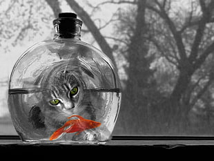 grayscale photo of kitten catching up red pet fish