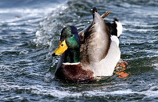 green and brown Mallard duck on body of water