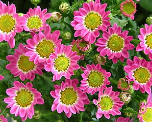 pink and green sunflower lot