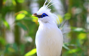white bird, birds, Bali, starling
