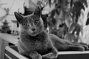 gray scale photography of cat, cats HD wallpaper