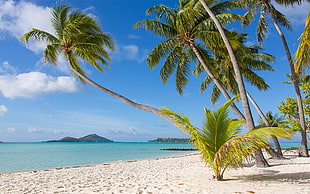 coconut tree, Bora Bora, beach, nature, palm trees