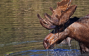 moose in body of water with water pouring down from it's head