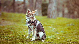 adult gray and tan Czechoslovakian wolfdog, animals, dog, grass