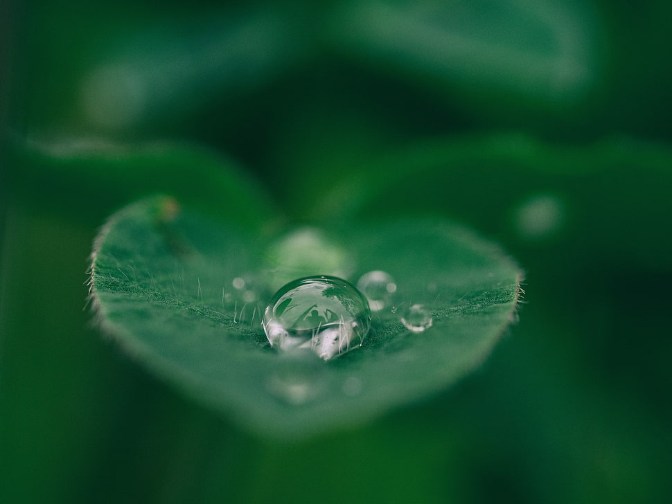 water droplet on green leaf during daytime HD wallpaper