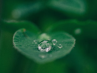 water droplet on green leaf during daytime