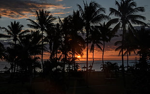 coconut palm trees, palm trees, Sun, silhouette, sunset HD wallpaper