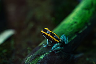 black and yellow frog