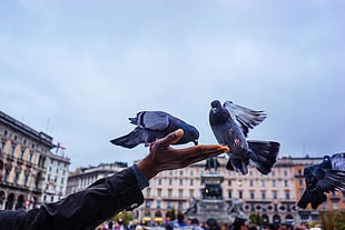 two gray pigeons, Pigeons, Feeding, Hand