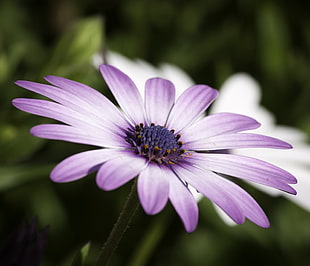 shallow focus photography of purple daisy, san valentin HD wallpaper