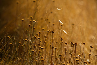 close-up photography of brown plant