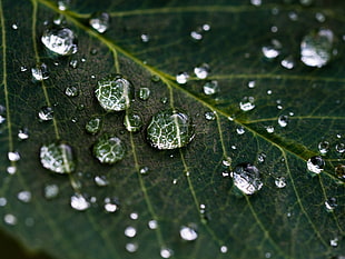 closeup photography of green leaf with water dew