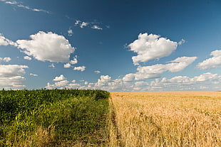 brown wheat field and green corn field under cloudy blue sky HD wallpaper