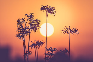 nature, sunset, sun, silhouette HD wallpaper