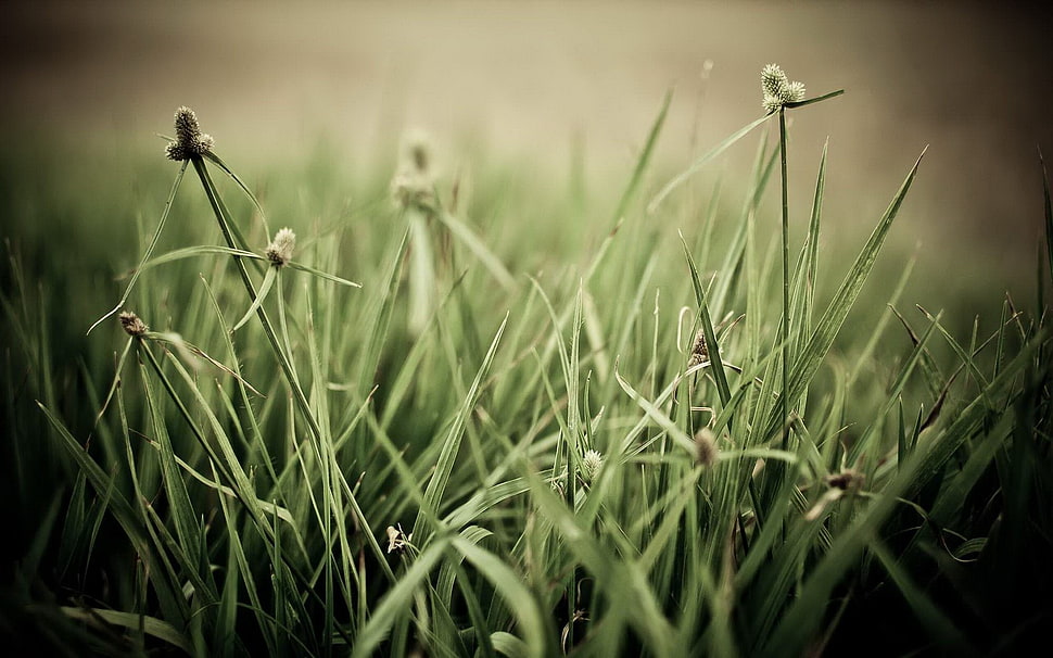 selective focus photograph of grass field HD wallpaper