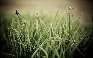 selective focus photograph of grass field