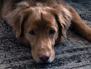 long-coated brown dog, Dog, Muzzle, Sadness