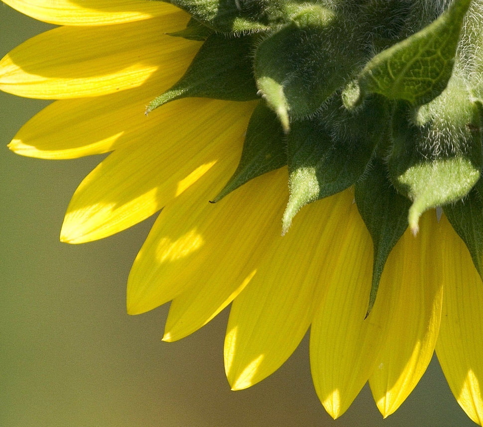 yellow flower HD wallpaper