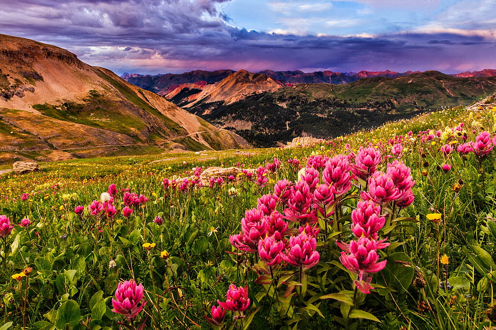 landscape photography of pink petaled flower fields surround by mountain, paintbrush HD wallpaper