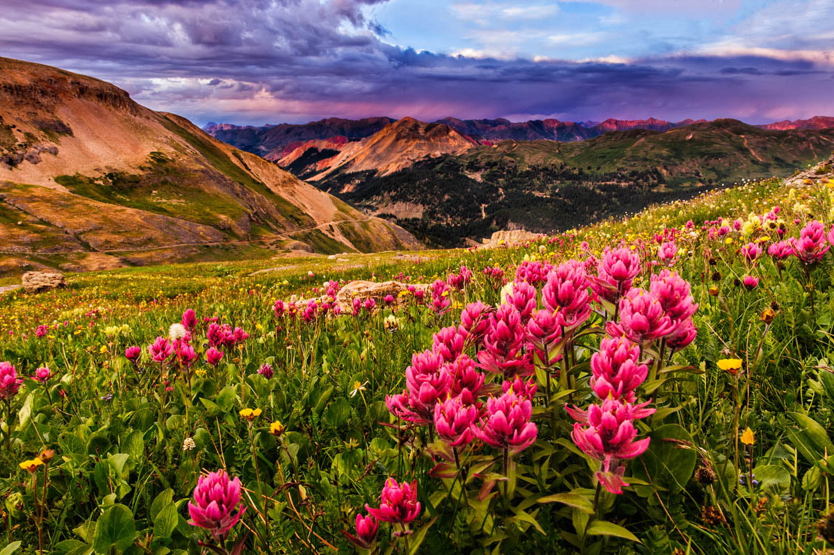 landscape photography of pink petaled flower fields surround by mountain, paintbrush