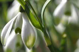 shallow focus photography of white and green flower during daytime