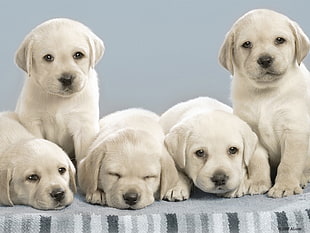five short-coat puppy litter on gray textile in closeup photo