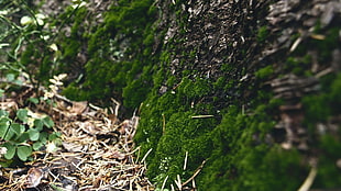 green leaf plant, macro, moss, closeup, nature
